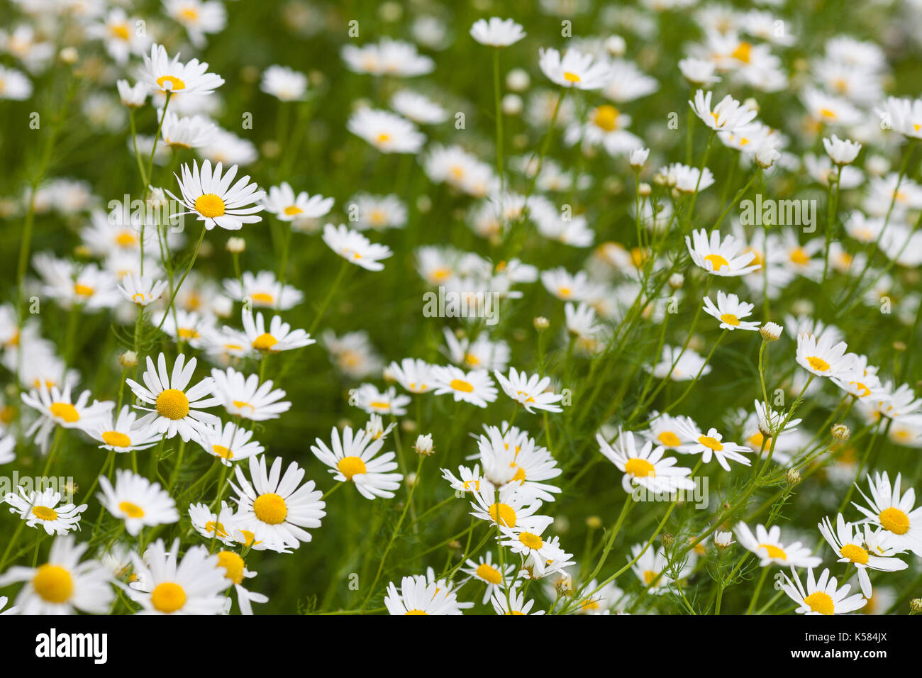 camomile or ox-eye daisy meadow Stock Photo