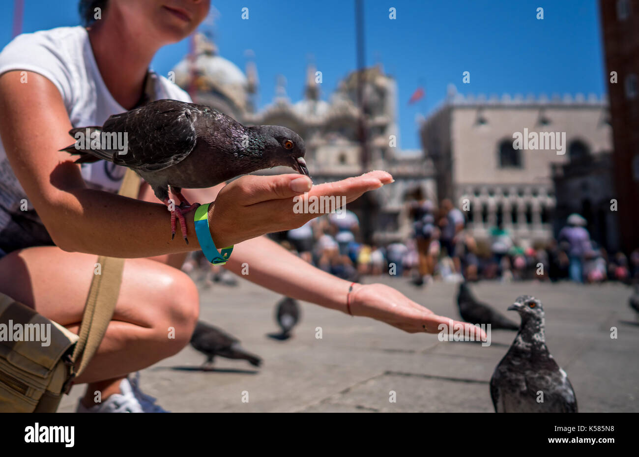Woman tourist feeding pigeons in the square St. Marks Square Venice Italy Stock Photo Alamy