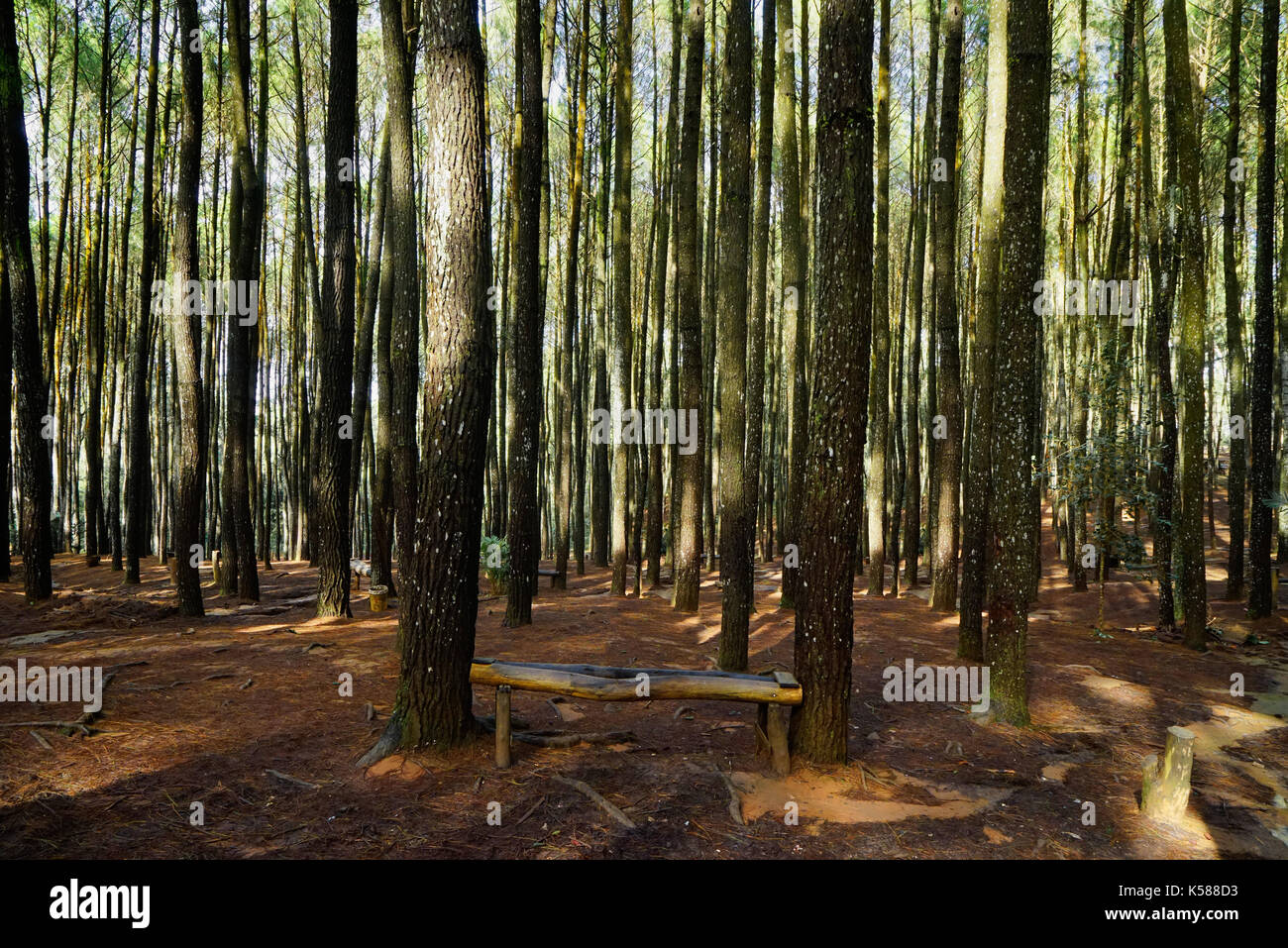 Many tall thin green trees growing in the forest on brown soil in the morning with nobody around. Stock Photo