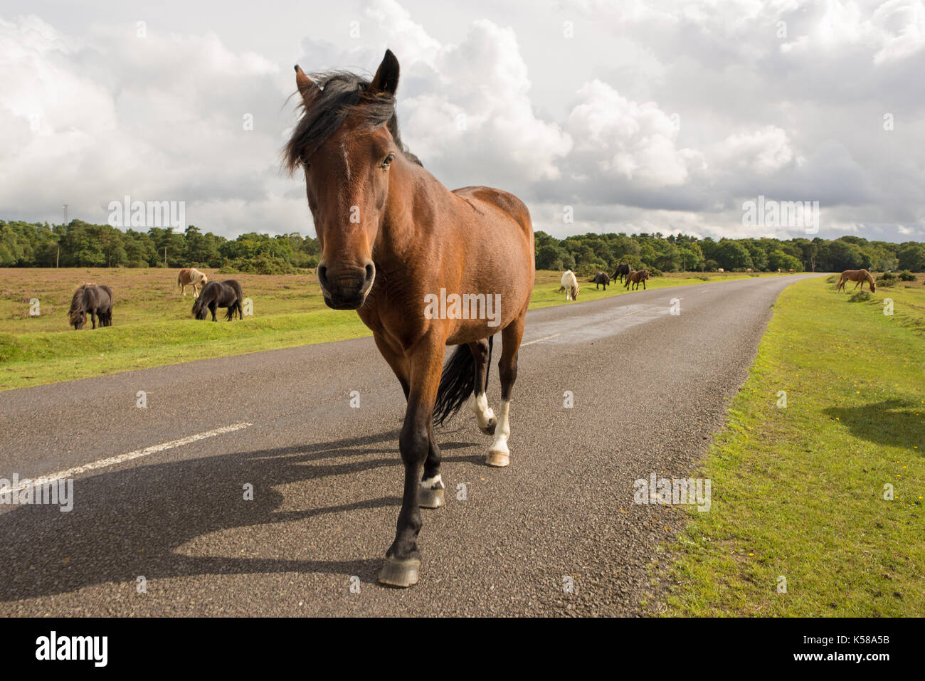 New Forest pony walking along a road, Bramble Hill, New Forest National Park, Hampshire, UK Stock Photo