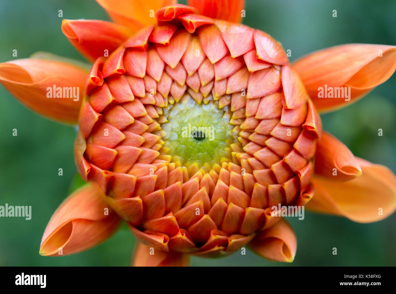 Sandkrug, Germany. 7th Sep, 2017. A dahlia blooms on a field near Sandkrug, Germany, 7 September 2017. Photo: Hauke-Christian Dittrich/dpa/Alamy Live News Stock Photo