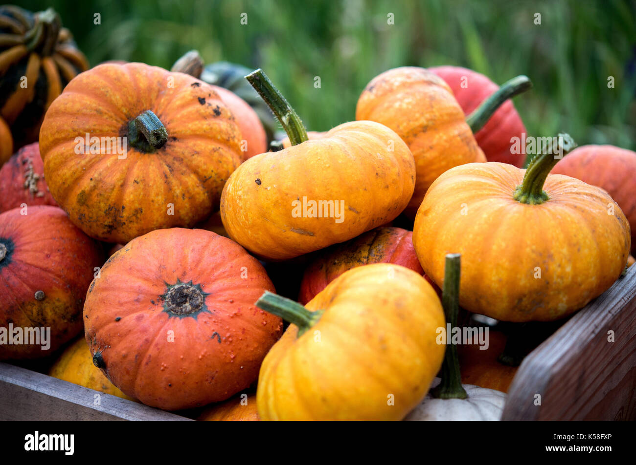 Sandkrug, Germany. 7th Sep, 2017. Colourful pumpkins are on sale on a field near Sandkrug, Germany, 7 September 2017. Photo: Hauke-Christian Dittrich/dpa/Alamy Live News Stock Photo