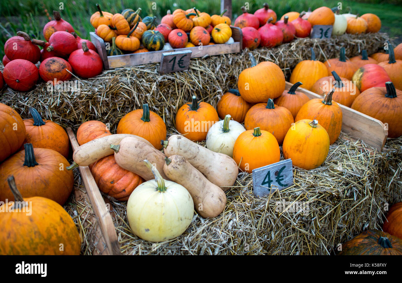 Sandkrug, Germany. 7th Sep, 2017. Colourful pumpkins are on sale on a field near Sandkrug, Germany, 7 September 2017. Photo: Hauke-Christian Dittrich/dpa/Alamy Live News Stock Photo
