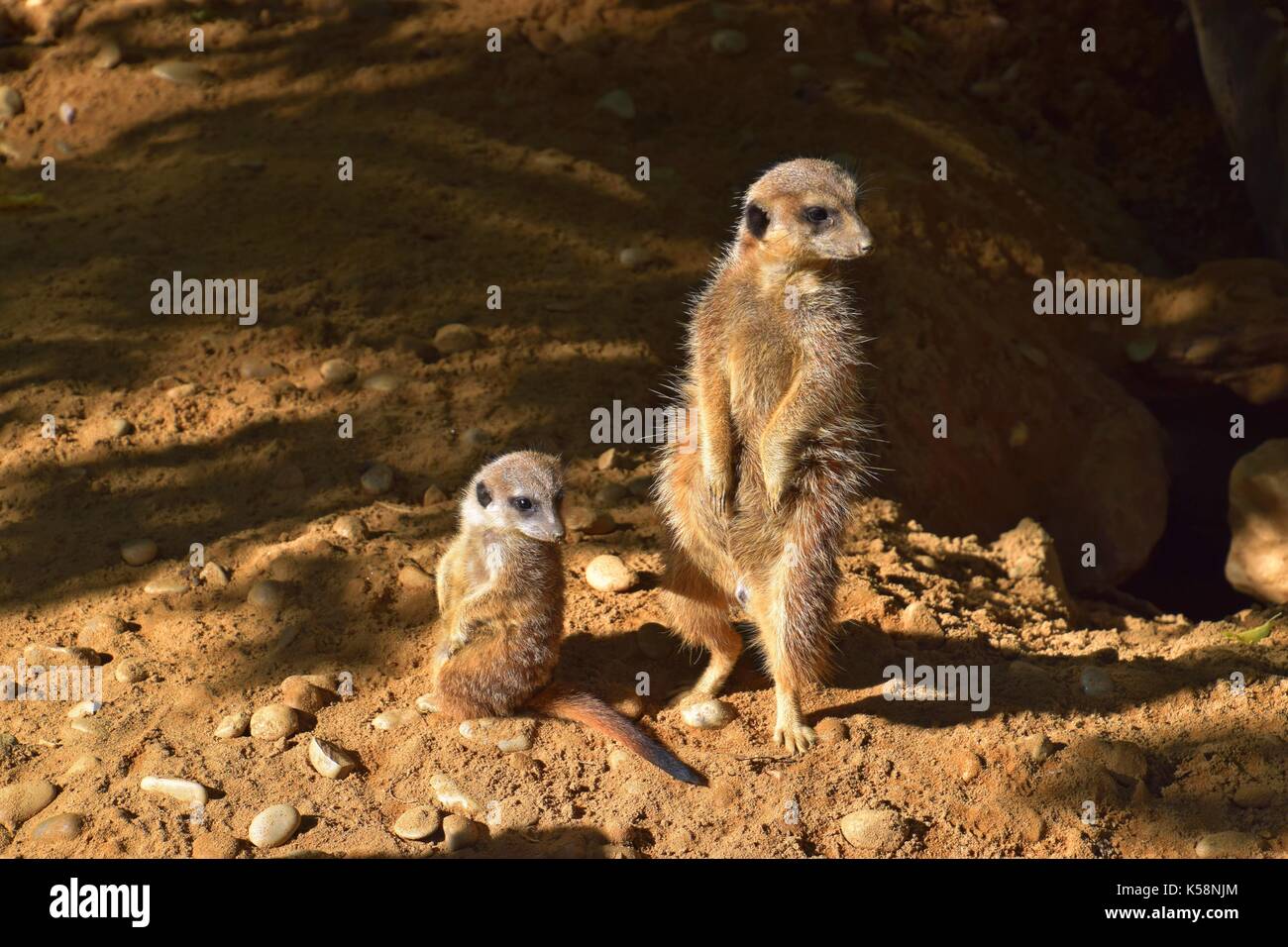 clan of meerkats, gang of suricate, suricata suricatta, Stock Photo