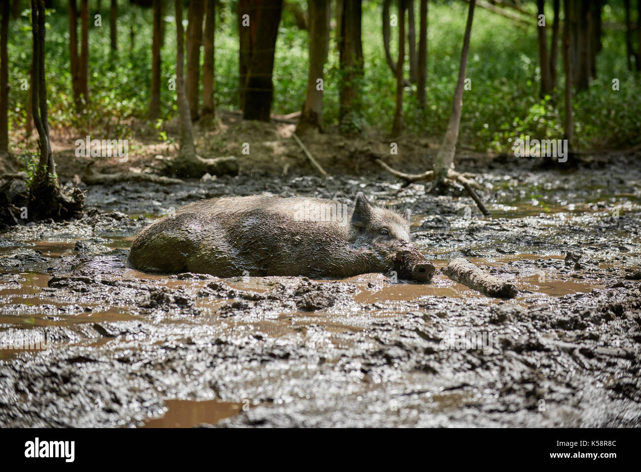 wild boar, European boar (Sus scrofa), bathing in mud pool Stock Photo
