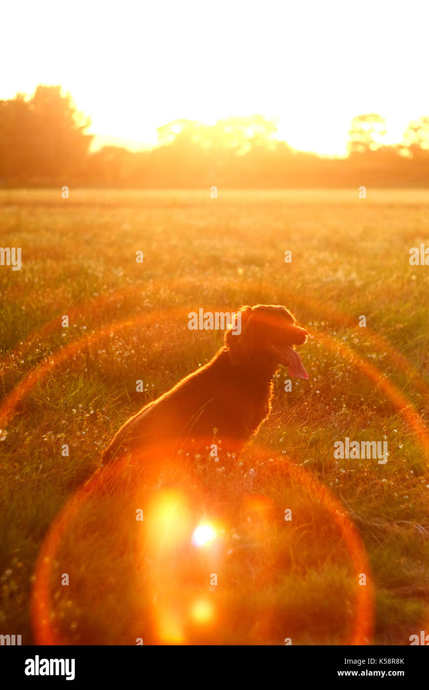 Cocker spaniel, vintage lend flare Stock Photo