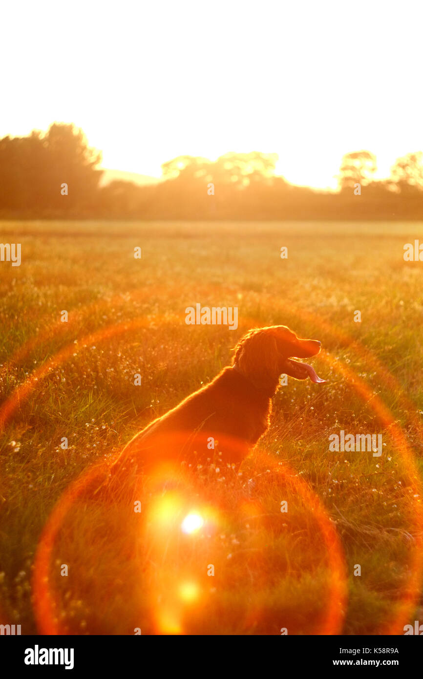 Cocker spaniel, vintage lend flare Stock Photo