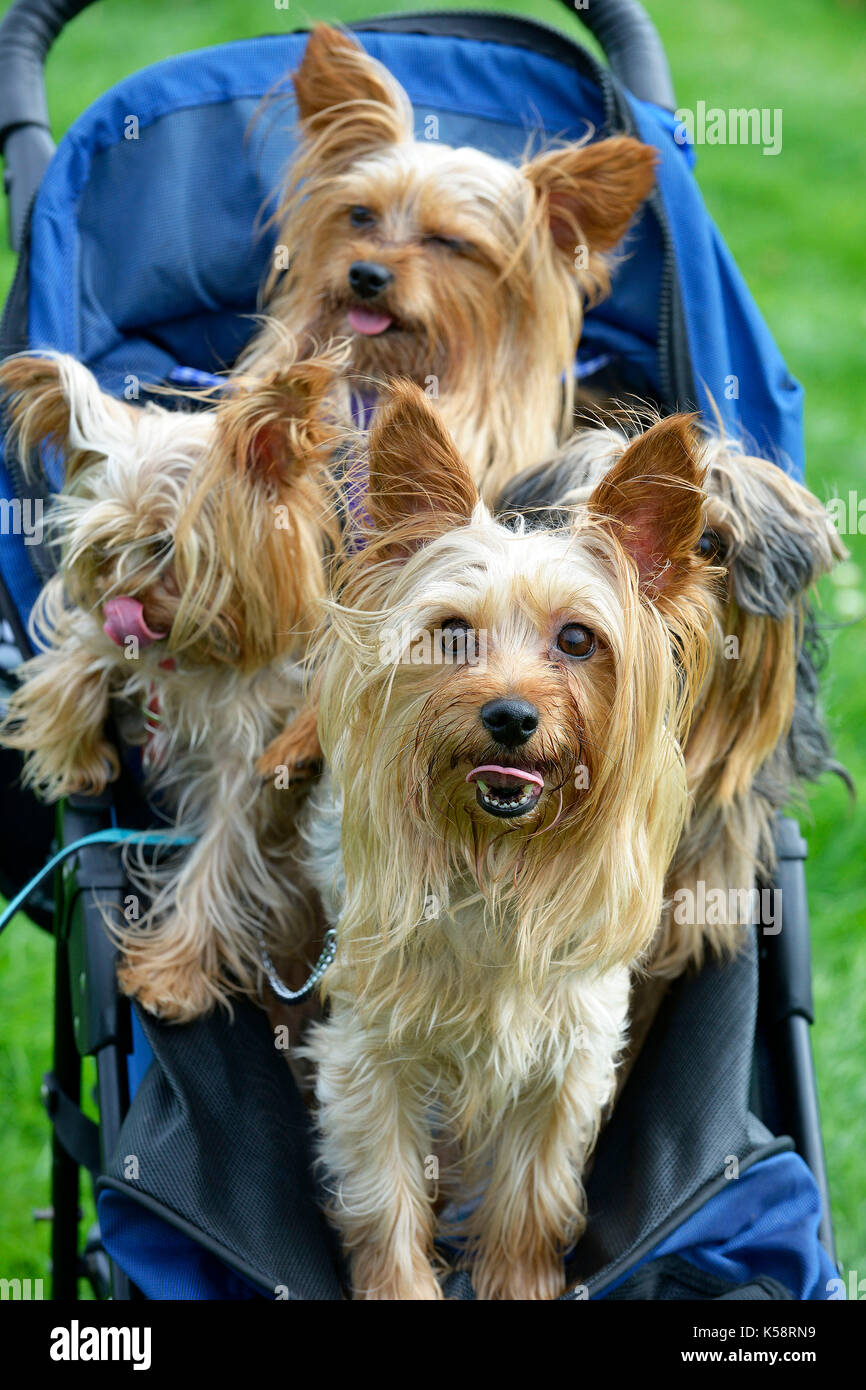 Yorkie chihuahua cross hi-res stock photography and images - Alamy