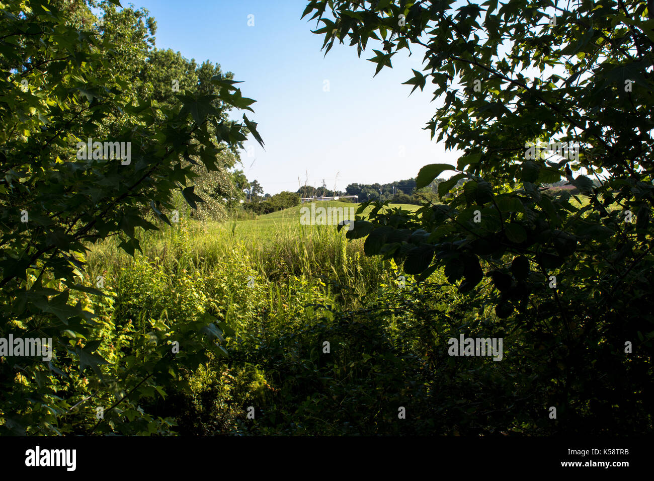 Chinese native trees hi-res stock photography and images - Alamy