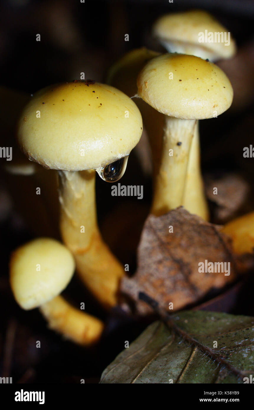 Mushrooms with a water drop, macro photography close-up on the forest ground top soil, shoot on automn, mid septembre in Quebec, Canada. Stock Photo