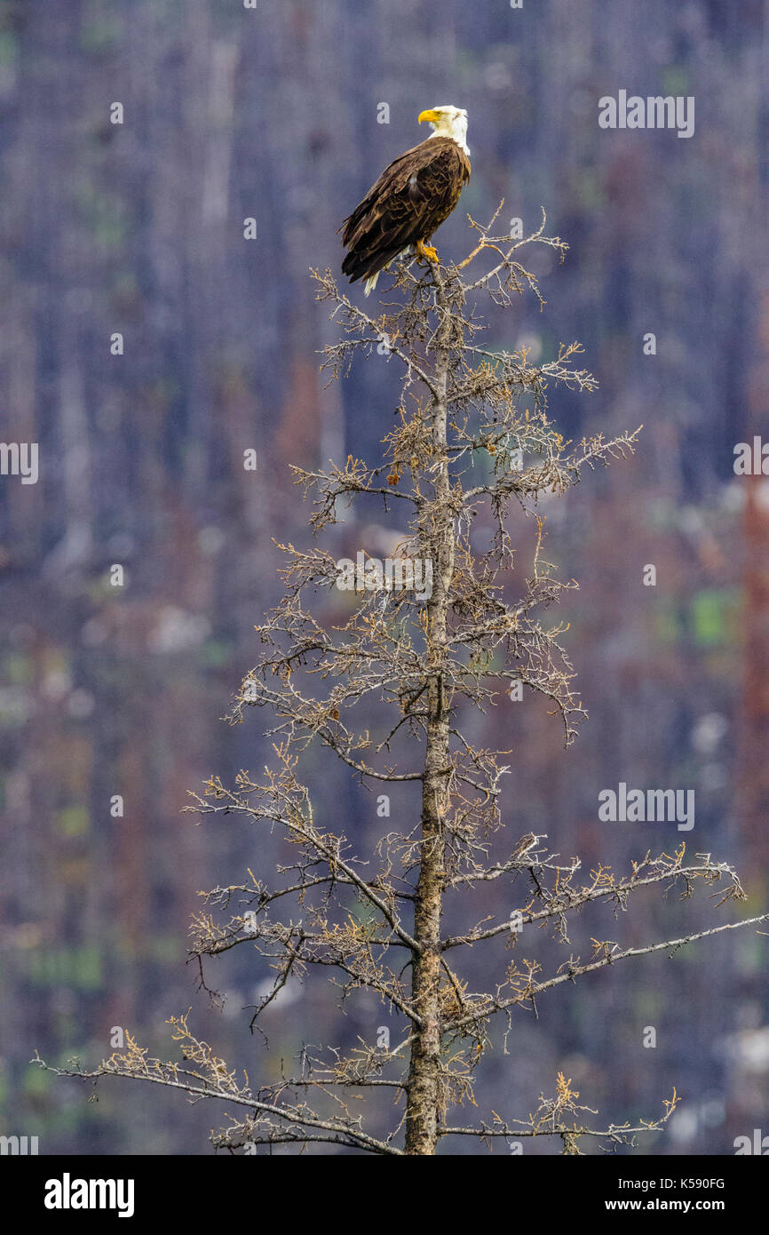 Bald Eagle in Jasper National Park, Canada Stock Photo Alamy