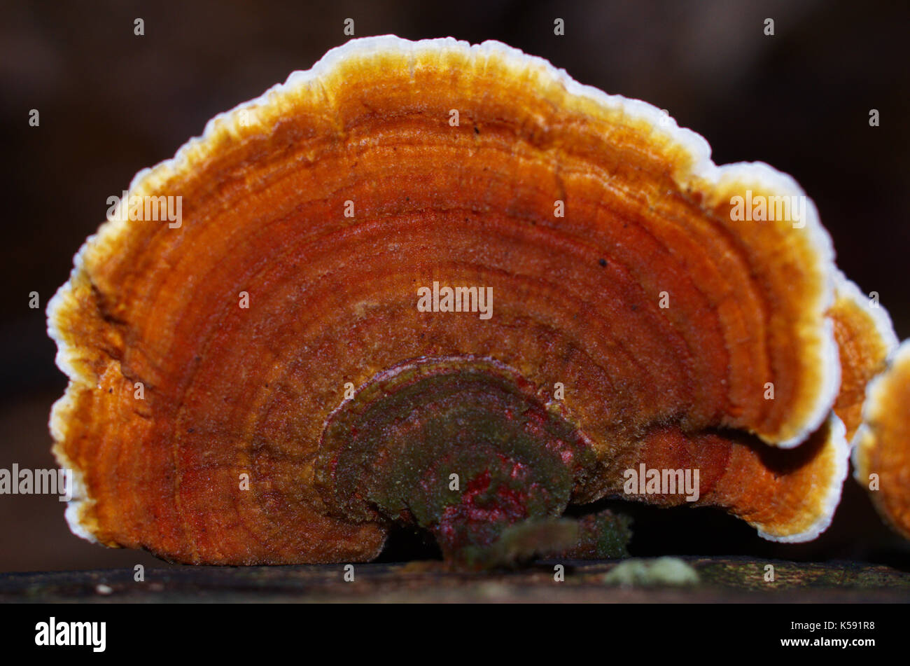 A big polypore fungus on a dark backgroud. Stock Photo