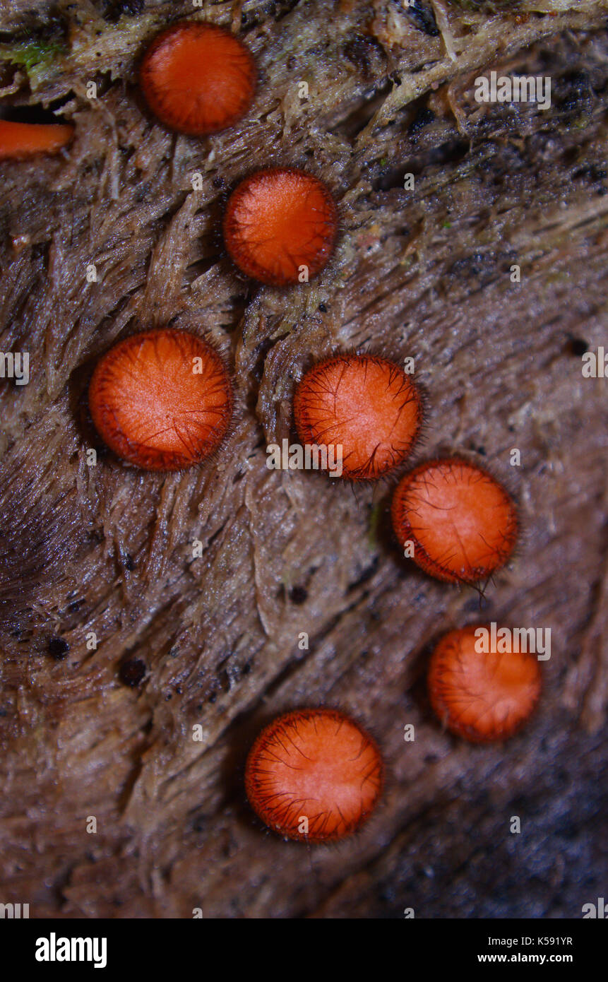 Small round red mushrooms on rotten wood. Stock Photo