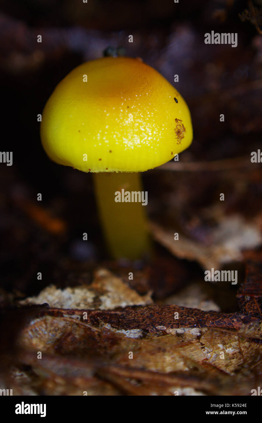 Yellow small mushroom ops out of the forest ground. Stock Photo