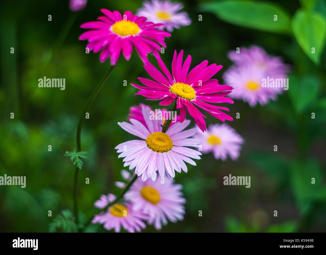 Pink and crimson flowers of painted daisy growing in the garden. Stock Photo