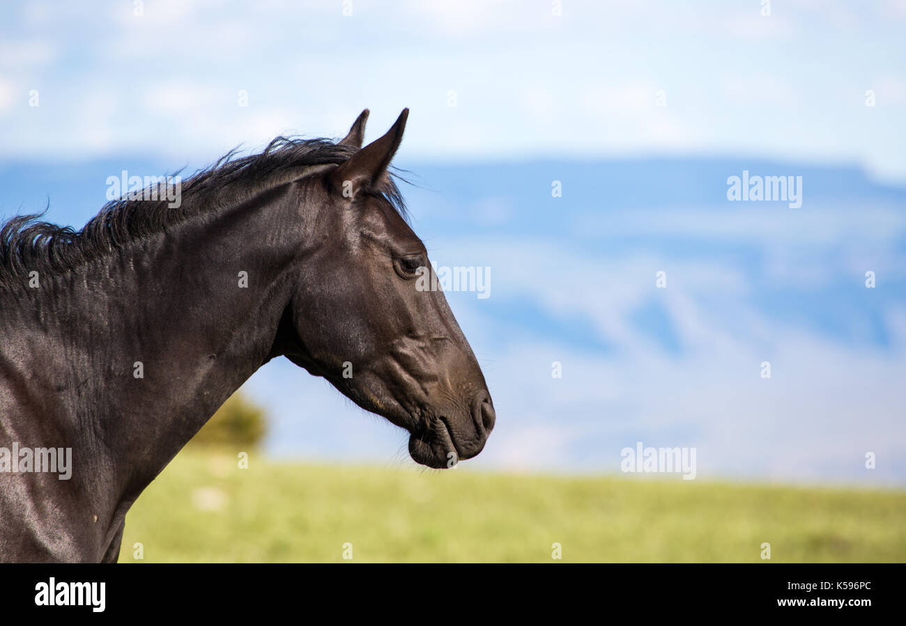 Wild horses range the Pryor Mountains outside Lovell, Wyoming Stock