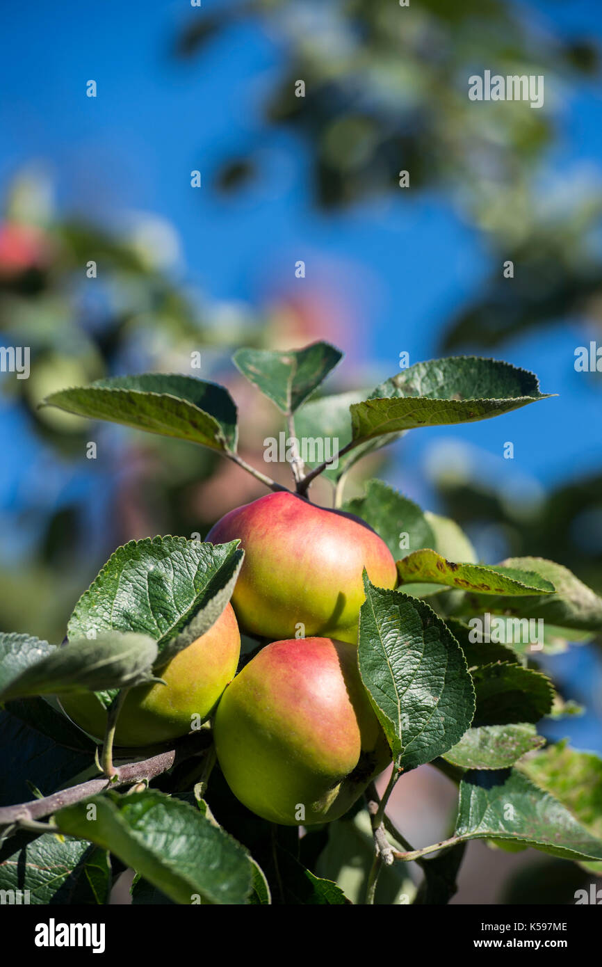 Apples growing on an apple tree Stock Photo