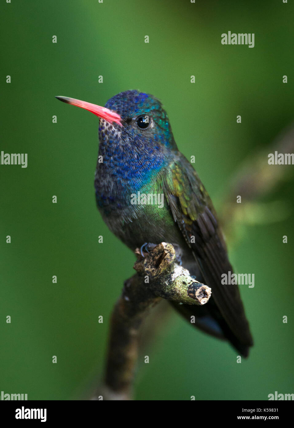 A White-chinned Sapphire from the Atlantic Rainforest, of SE Brazil Stock Photo