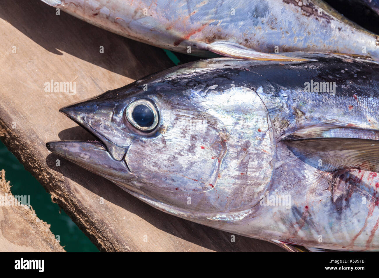 CAPE VERDE SAL freshly caught yellowfin tuna fish (Thunnus albacares) on  the pier at Santa Maria, Sal island, Cape Verde, Africa Stock Photo - Alamy