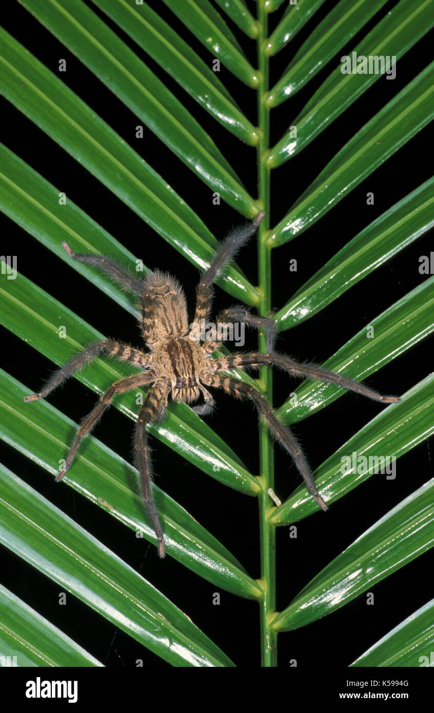 Huntsman Spider, Heteropoda, on palm leaf, Belize hunting at night, Central America Stock Photo