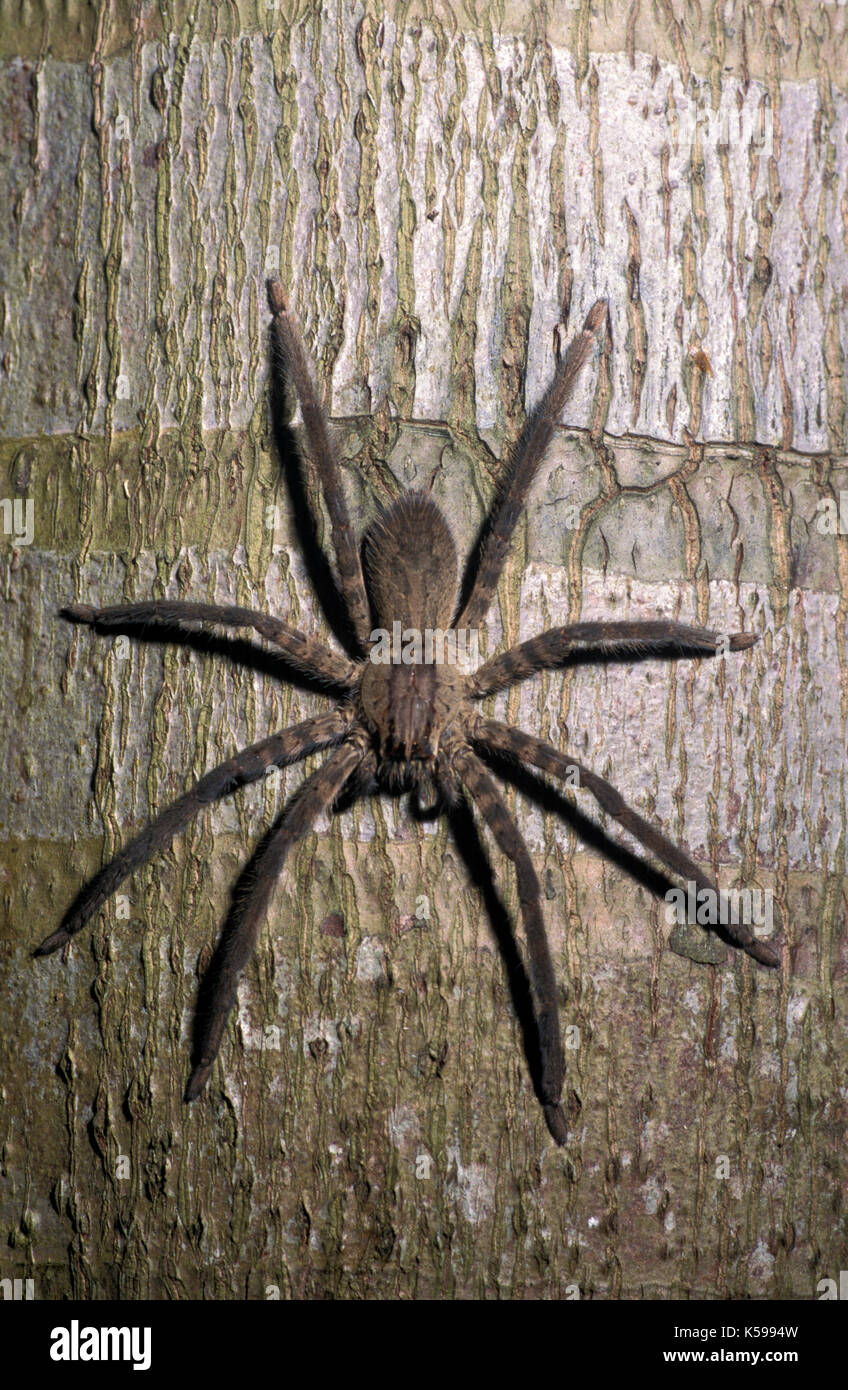 Huntsman Spider, Heteropoda venatoria, Belize, hunting at night, Central America Stock Photo