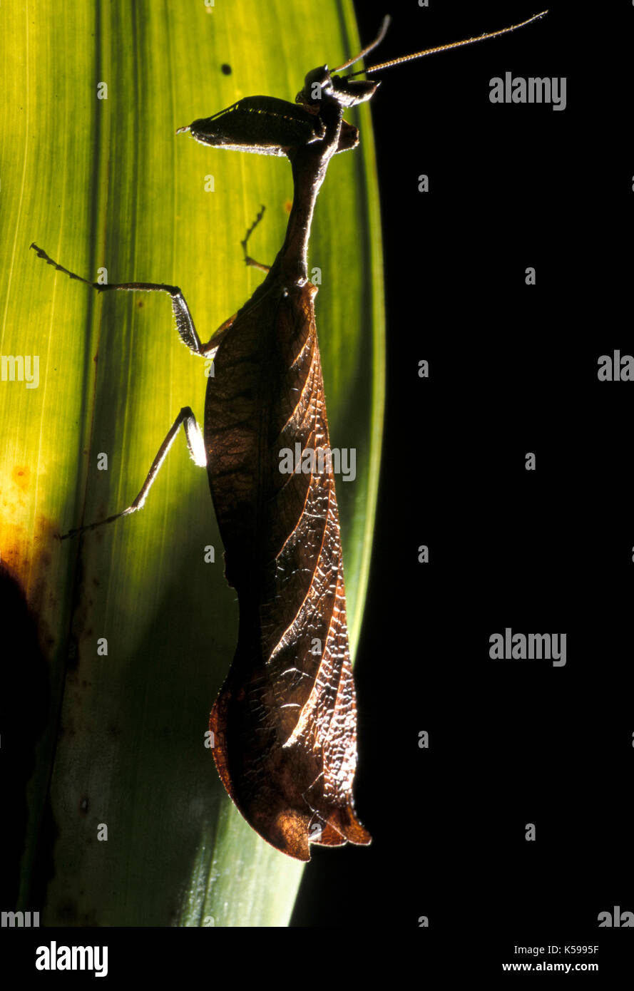 Leaf Mantis, Hymenopodidae sp., Belize, camouflaged on leaf, night, Central America Stock Photo