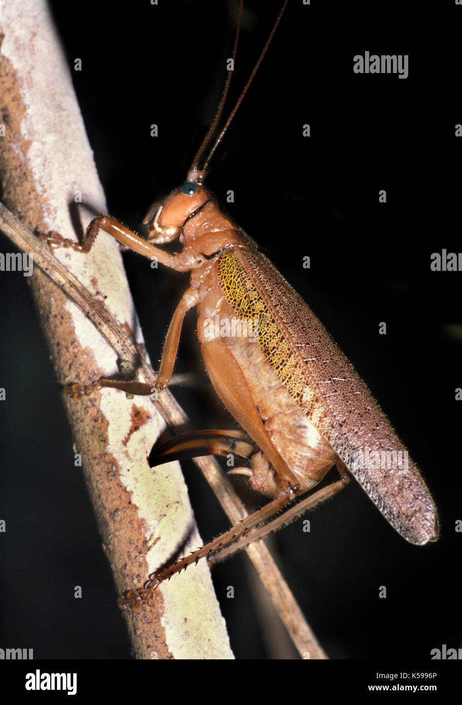 Cricket laying eggs hires stock photography and images Alamy