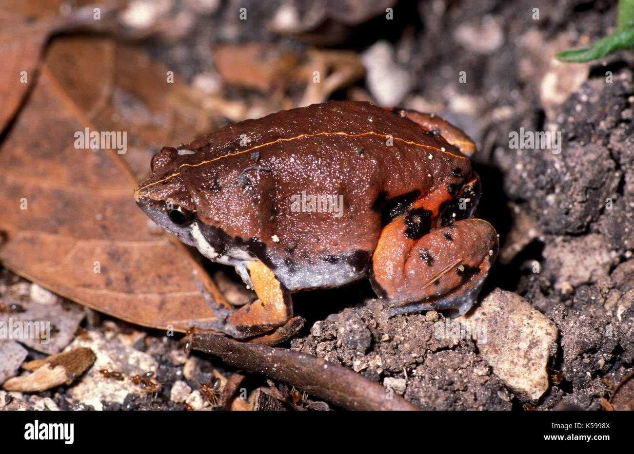 Sheep Frog, Hypopachus variolosus, on forest floor, Belize, Stock Photo