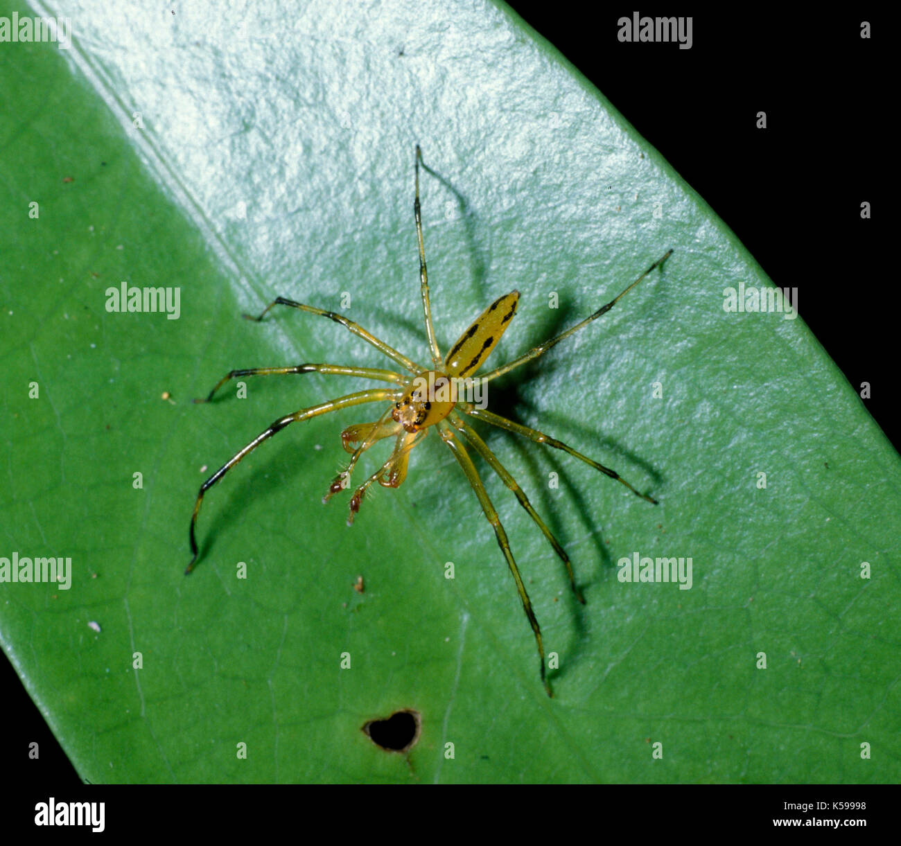 Spider, Family: Dysderidae, has large chelicerae and long fangs, Belize Stock Photo