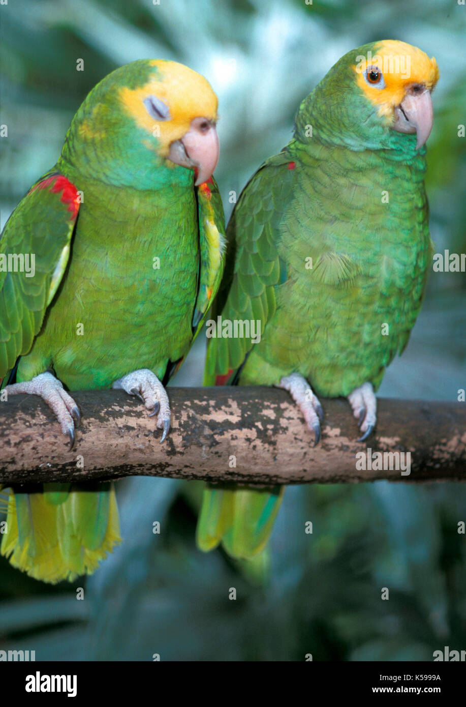 Yellow Crowned Amazon, Amazona ochrocephala, Parrot, Belize, captive, pair on branch with one sleeping Stock Photo