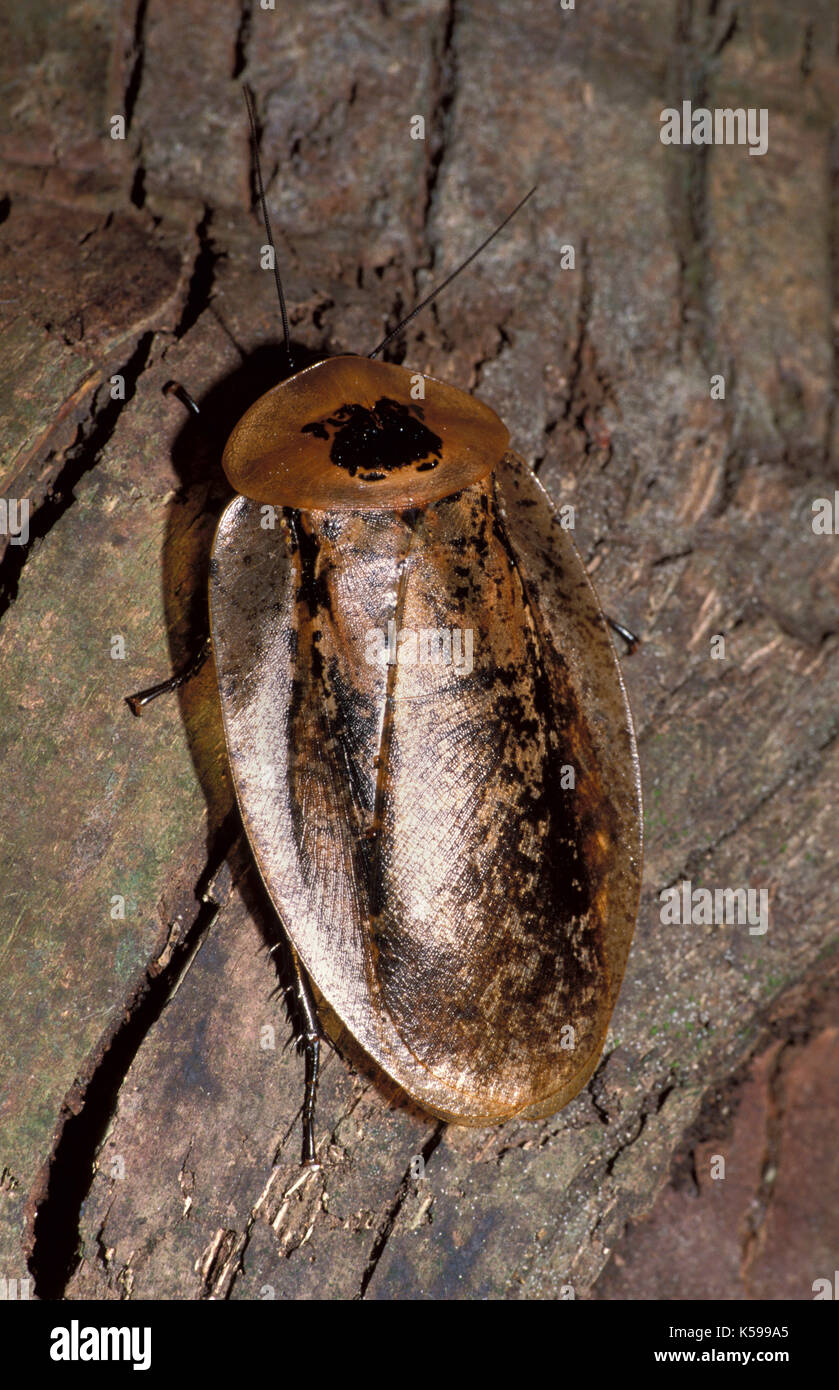 Cockroach, Blaberus atropos, Belize on wood, Central America, Stock Photo