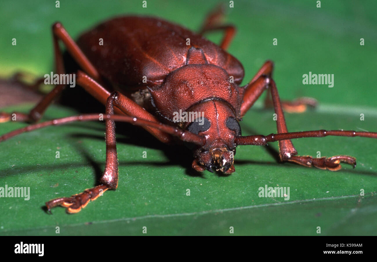 Rainforest Beetle, Coleoptera sp., Belize, head on showing eyes and antenna, red/brown on leaf Stock Photo