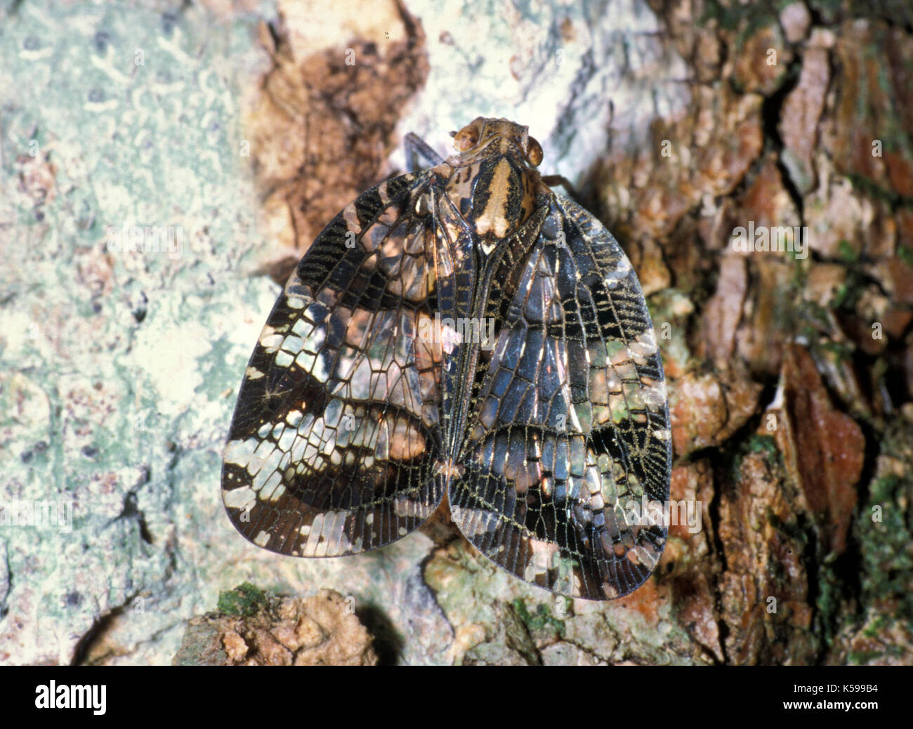 Lace Bug, Family: Tingidae, Belize, lacy wings Stock Photo