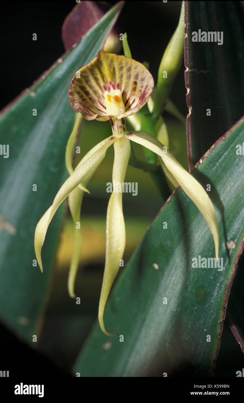 Black Orchid, Belize, National Flower, Prosthechea cochleata, formerly known as Encyclia cochleata, Anacheilium cochleatum, and Epidendrum cochleatum  Stock Photo