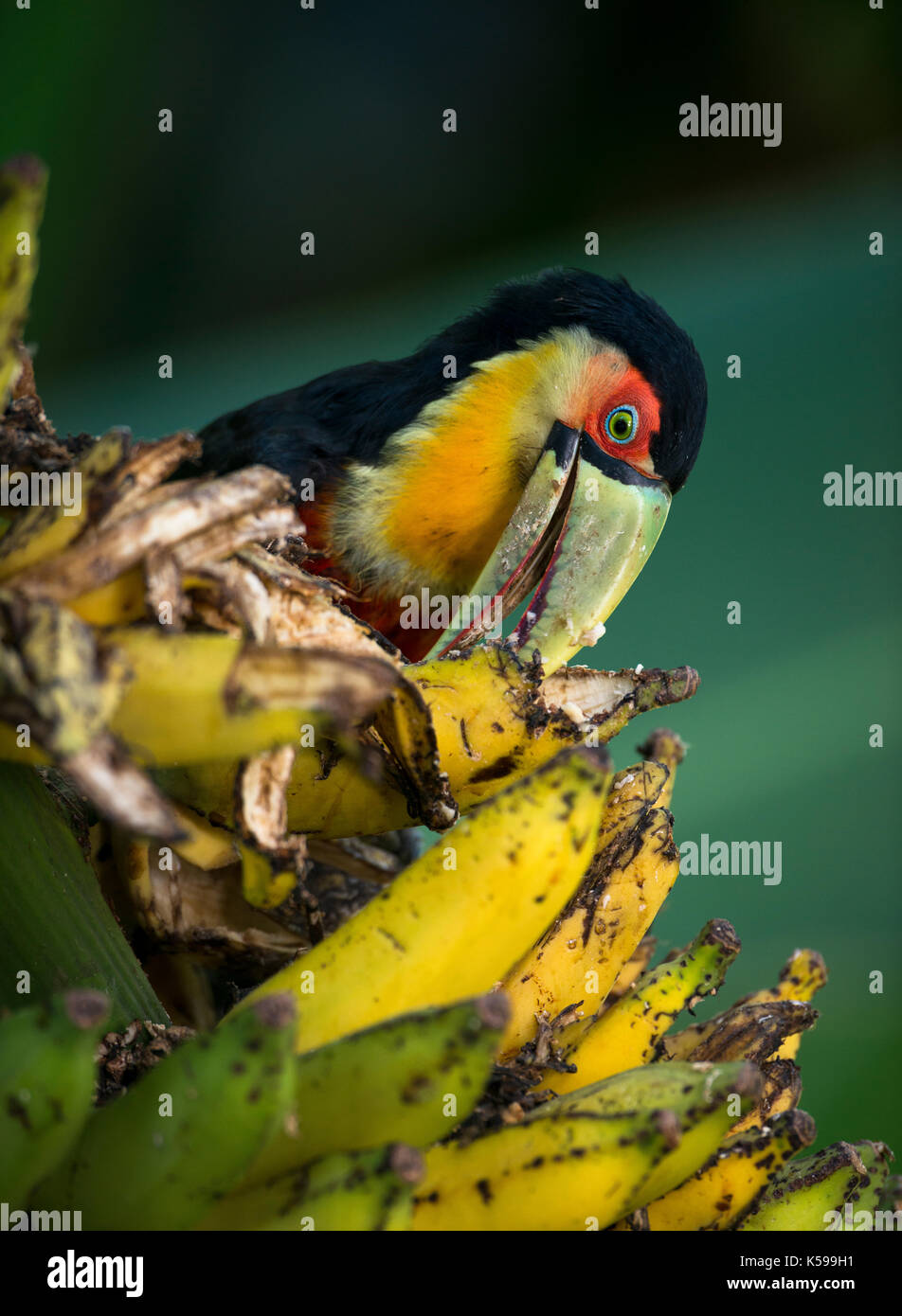 Red-breasted Toucan (Ramphastos dicolorus) eating banana in the Atlantic Rainforest of SE Brazil Stock Photo