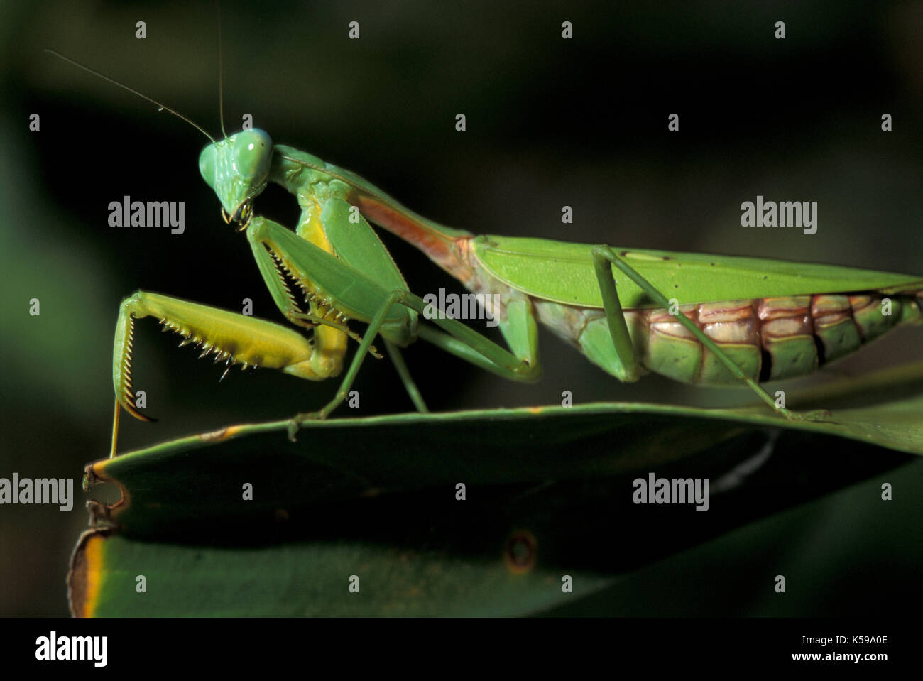 Praying Mantis, Mantidae, Poring Hot Springs, Sabah Borneo, green, rainforest Stock Photo