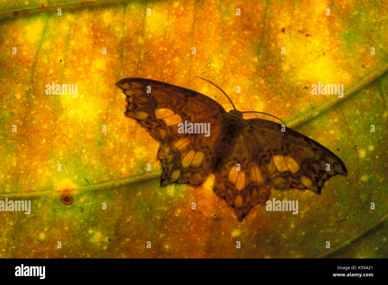 https://c8.alamy.com/comp/K59A21/moth-on-leaf-backlight-pattern-mt-kinabalu-sabah-borneo-yellow-silhouette-K59A21.jpg