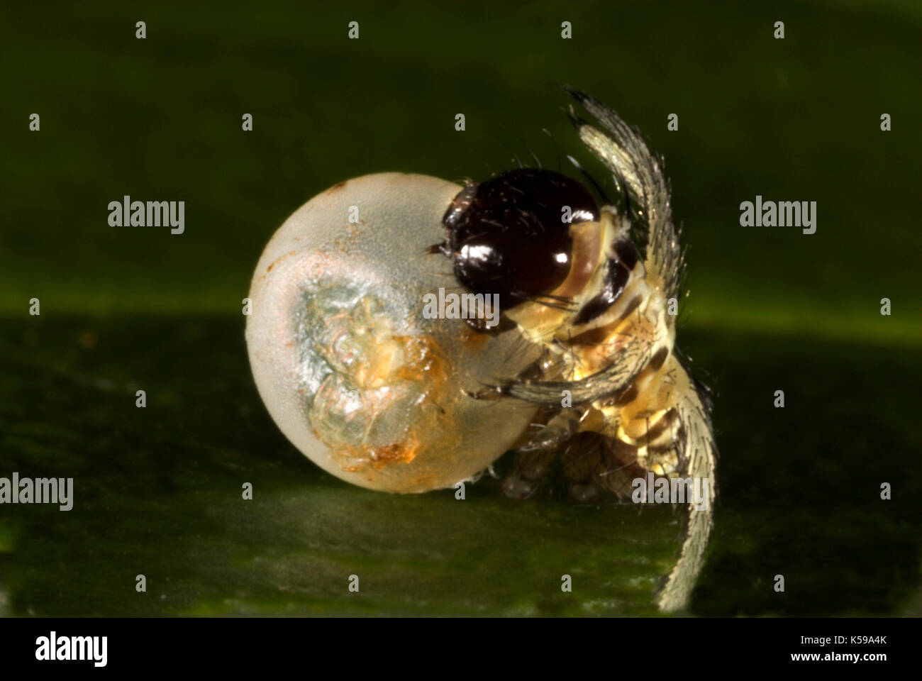Brahmaea hearseyi Moth, Egg, Ova hatching, Caterpillar, Borneo