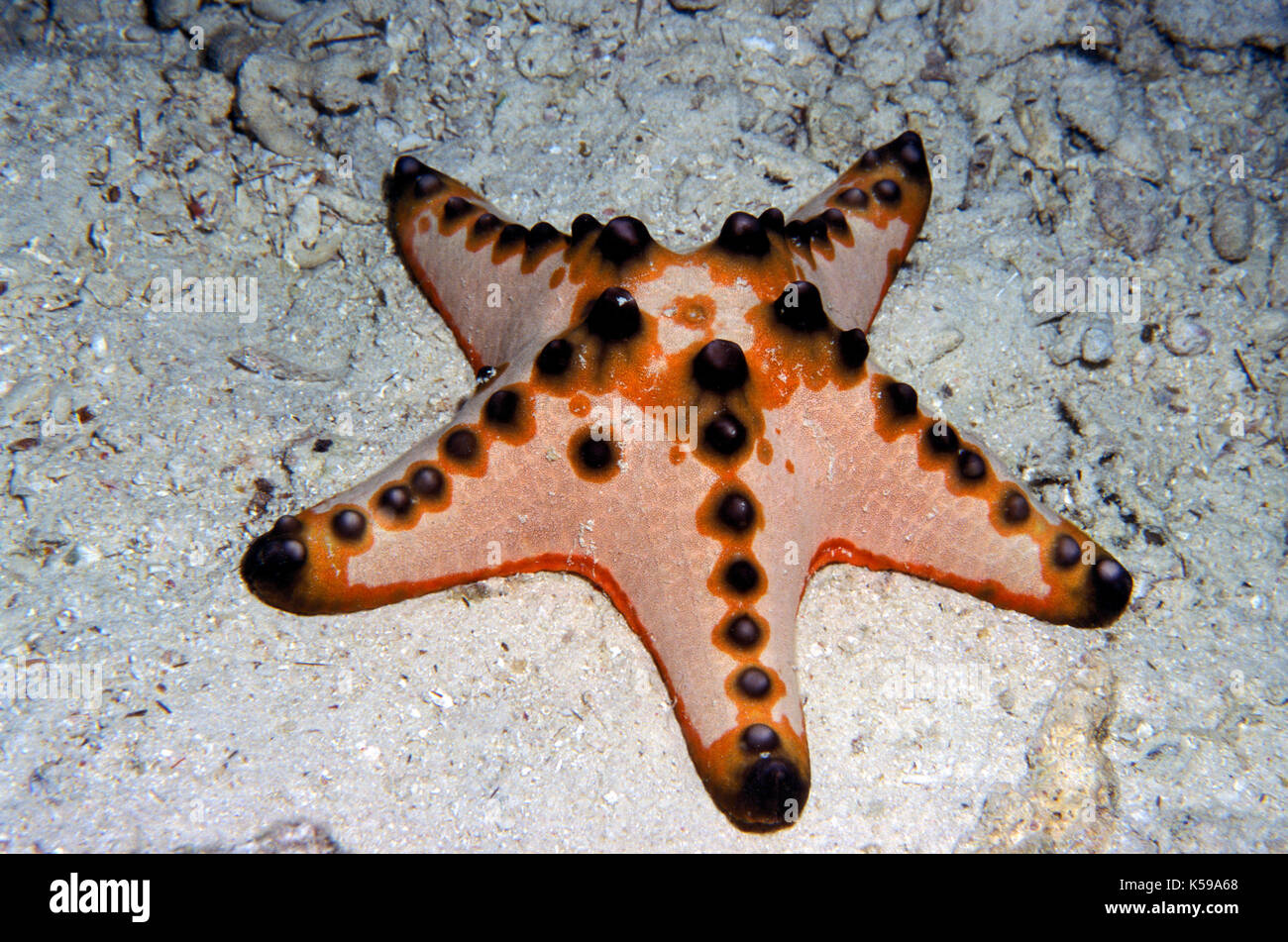 Chocolate Chip Starfish, Protoreaster nodosus, Horned Starfish, Sabah, Borneo Stock Photo