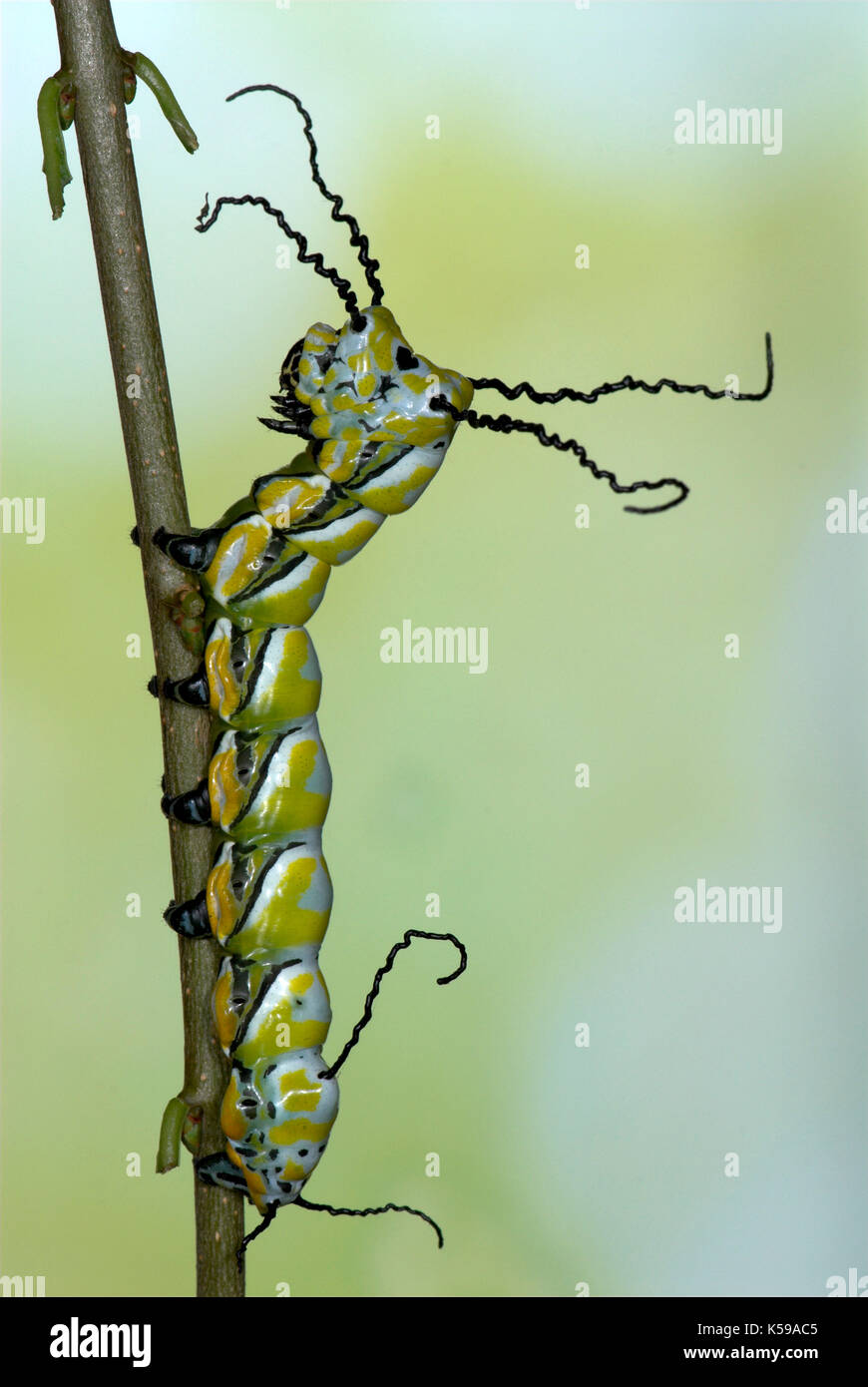Brahmaea hearseyi Moth, Caterpillar, Borneo, black and white stripes ...