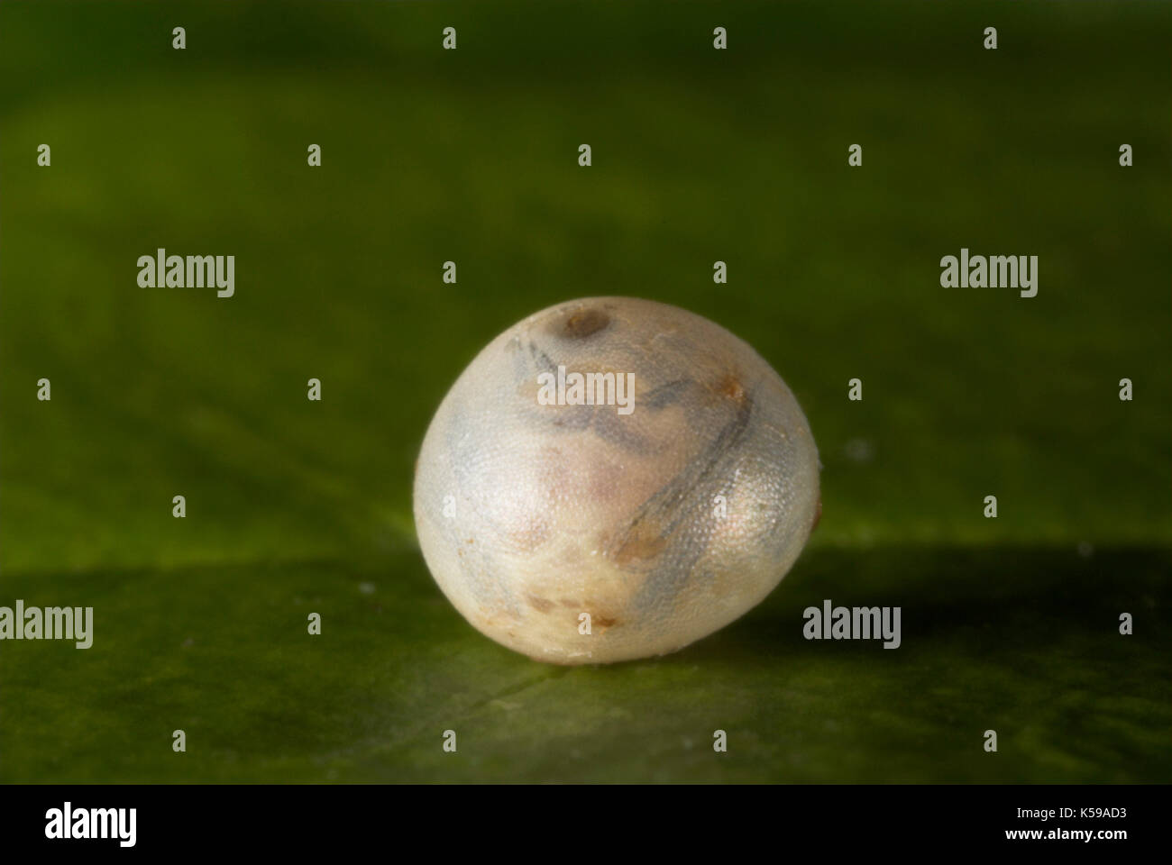 Brahmaea hearseyi Moth, Egg, Ova hatching, Caterpillar, Borneo