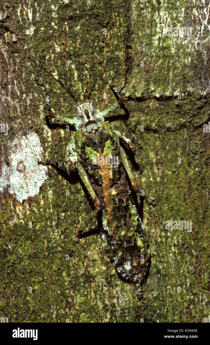 Katydid, Family: Tettigoniidae, Sabah, Borneo, showing extreme camouflage Stock Photo