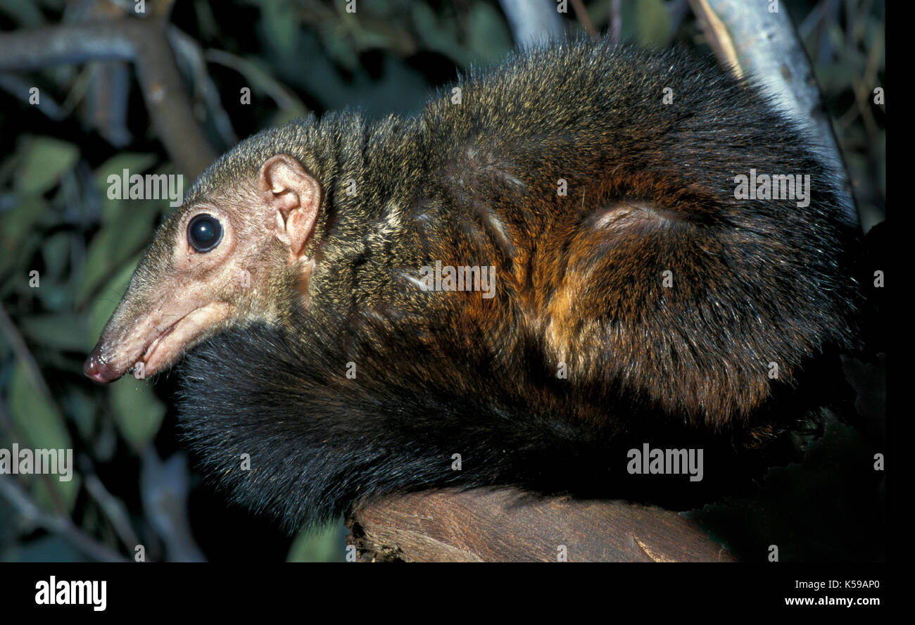 Large tree shrew, Tupaia tana, Borneo, captive, long bushy tail, curled