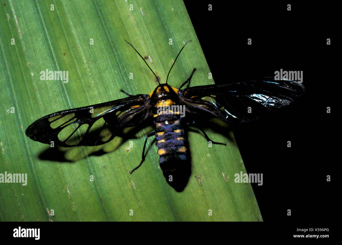 Clear Wing Moth, Family: Sesiidae, Sabah, Borneo Stock Photo