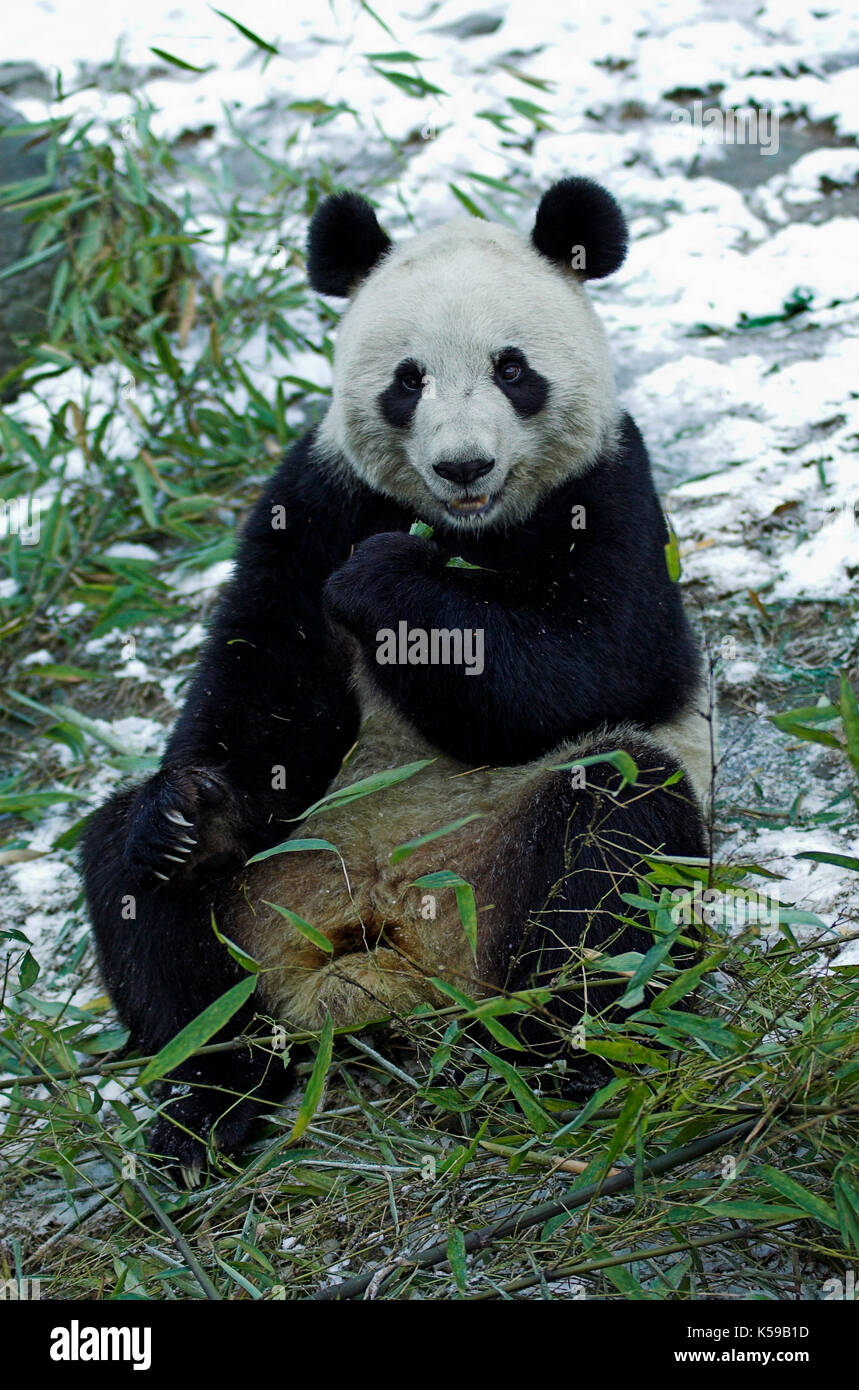 Giant Panda Ailuropoda Melanoleuca Feeding On Bamboo Wolong Research