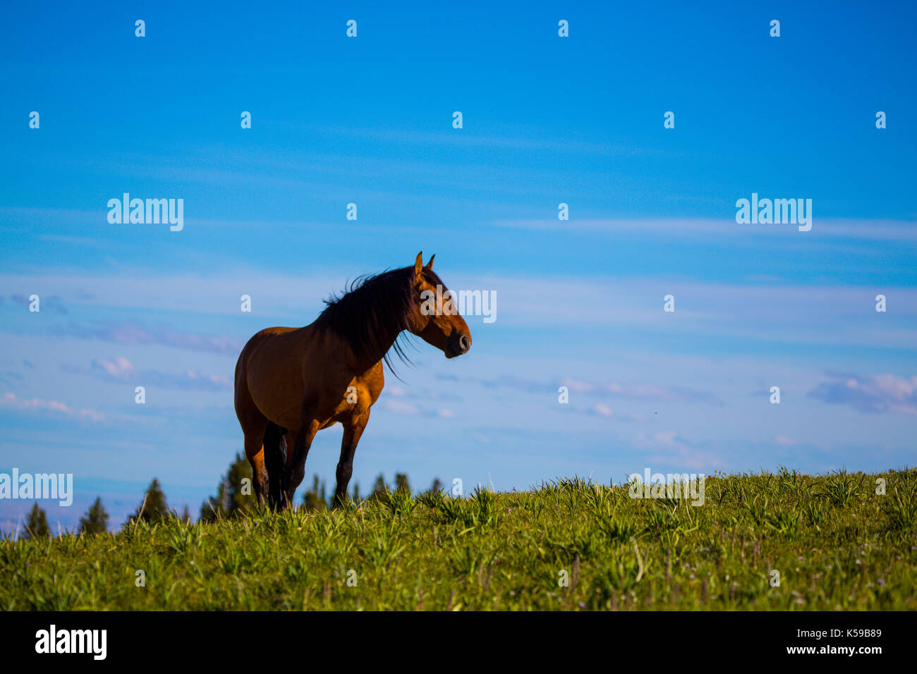 Wild horses range the Pryor Mountains outside Lovell, Wyoming Stock