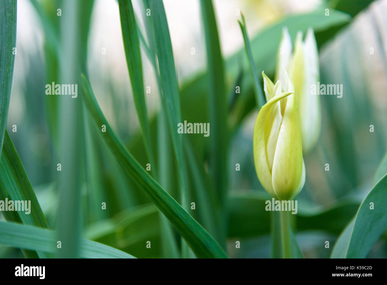 Yellow tulip close up Stock Photo - Alamy