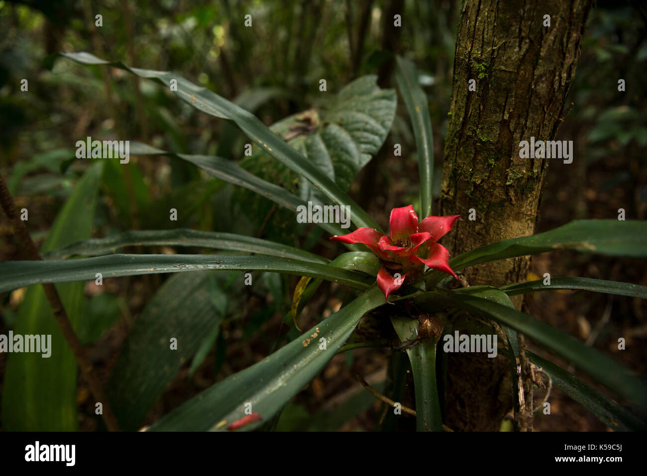 A flowering bromeliad from the Atlantic Rainforest of SE Brazil Stock Photo