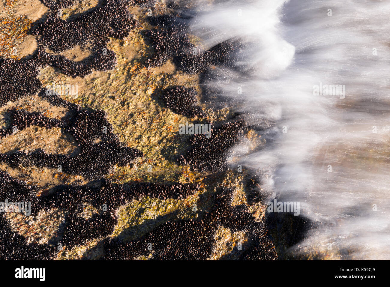 Brachidontes mussel colonies growing on the intertidal zone at Ilhabela, SP, Brazil Stock Photo