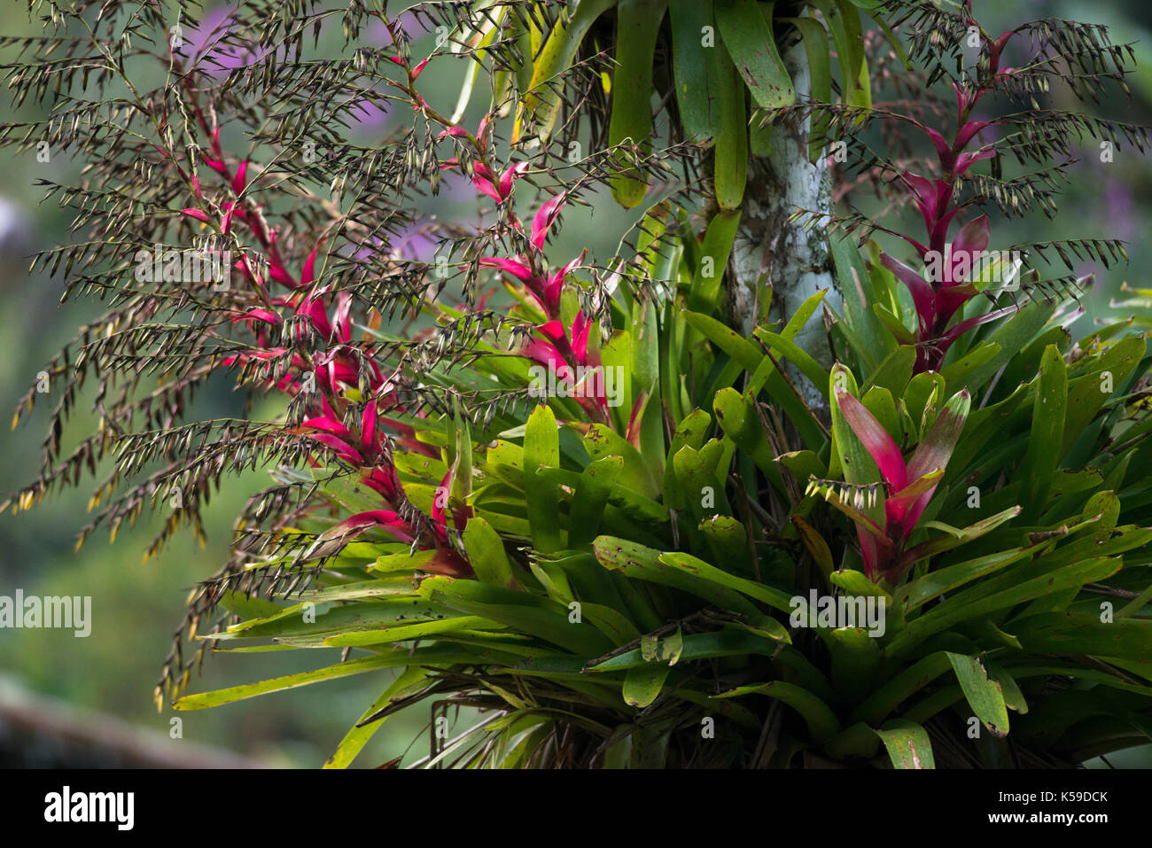 Flowering epiphytic bromeliads growing on a tree in the Atlantic Rainforest of SE Brazil Stock Photo